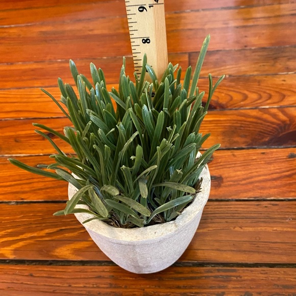 Realistic Fake Plant Green Grass Plant Mini Potted Artificial Plant in Pot - Picture 6 of 8